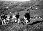19531011-Ottobrata con la SAT a Bassano del Grappa 2  11.10.1953 - Ottobrata a Bassano con la SAT